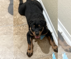 Rottweiler Puppy for sale in PORTLAND, TX, USA