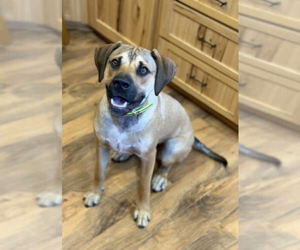 Medium Photo #3 Mutt Puppy For Sale in Duluth, MN, USA