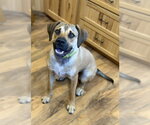 Small #2 Mutt