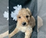 Small Photo #1 Aussiedoodle Miniature  Puppy For Sale in GREENWOOD, MO, USA