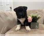 Small Photo #5 Akita Puppy For Sale in SOMERSET, NJ, USA