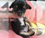 Small Photo #2 Chihuahua Puppy For Sale in SAN DIEGO, CA, USA