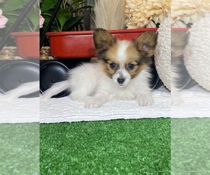 Papillon Puppy for sale in CANOGA, NY, USA