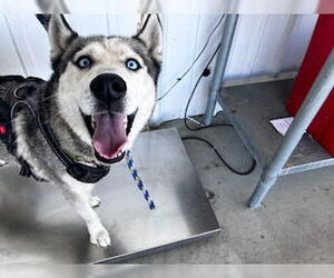 Huskies -Unknown Mix Dogs for adoption in Bakersfield, CA, USA
