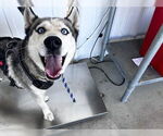 Small Huskies  Mix