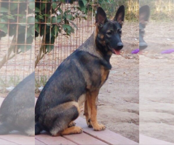 Medium Photo #1 German Shepherd Dog-Unknown Mix Puppy For Sale in Spring, TX, USA