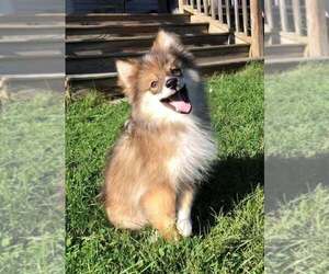Pomsky Puppy for sale in SAVOY, MA, USA