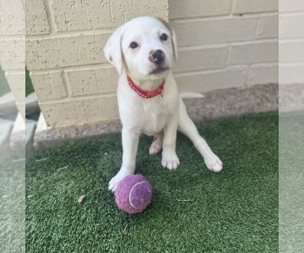 Medium Photo #2 Beagle-Colonial Cocker Spaniel Mix Puppy For Sale in Fort Worth, TX, USA