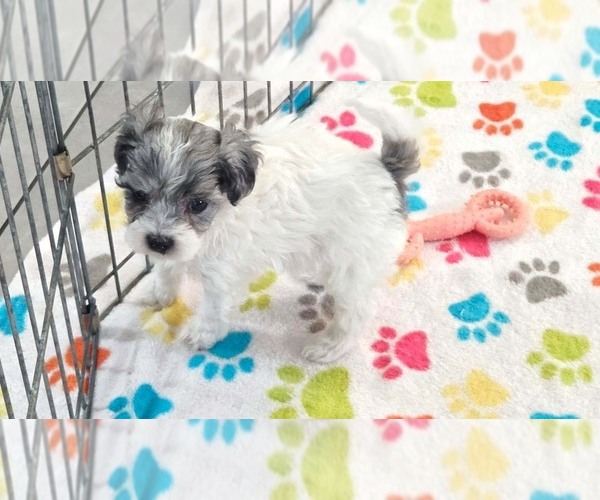 Medium Photo #4 Havapoo Puppy For Sale in ORO VALLEY, AZ, USA