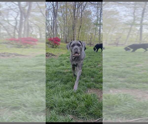 Medium Photo #9 Mutt Puppy For Sale in New York, NY, USA