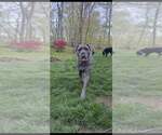 Small #8 Mutt