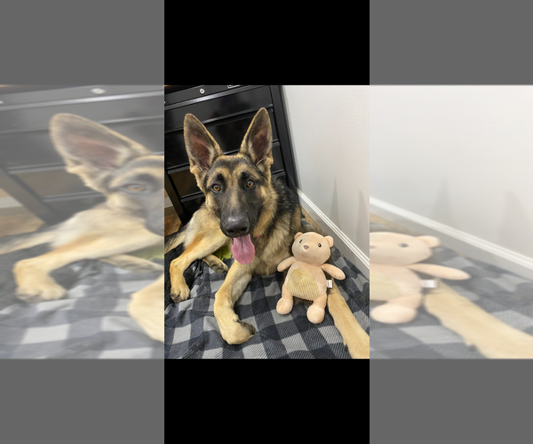 Medium Photo #2 German Shepherd Dog Puppy For Sale in ZANESVILLE, OH, USA