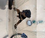 Small #1 Rottweiler