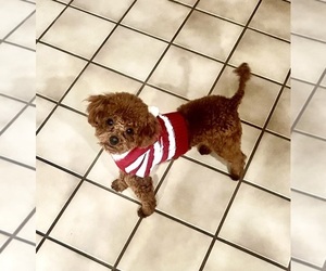 Father of the Poodle (Toy) puppies born on 12/18/2025