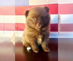 Pomeranian Puppy for sale in BALLSTON CENTER, NY, USA