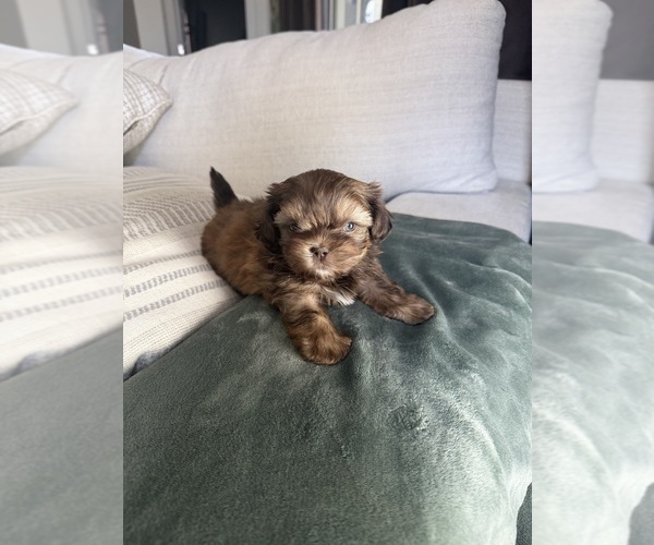 Medium Photo #2 Shih Tzu Puppy For Sale in SAHUARITA, AZ, USA