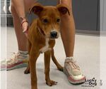 Small Labrador Retriever Mix