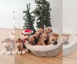 Staffordshire Bull Terrier Puppy for sale in MIDDLEBURY, IN, USA
