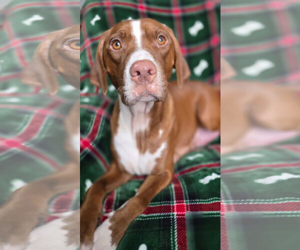 Medium Photo #6 American Pit Bull Terrier-Unknown Mix Puppy For Sale in Duluth, MN, USA