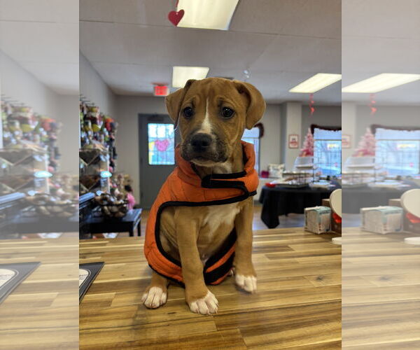 Medium Photo #4 American Pit Bull Terrier-Unknown Mix Puppy For Sale in Hillsboro, MO, USA