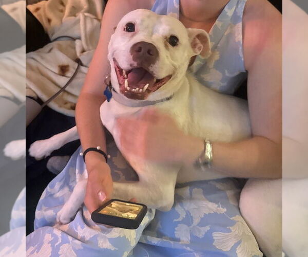 Medium Photo #13 American Pit Bull Terrier-Bulldog Mix Puppy For Sale in Washington, DC, USA
