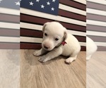 Small Photo #30 Jack Russell Terrier Puppy For Sale in MABLETON, GA, USA