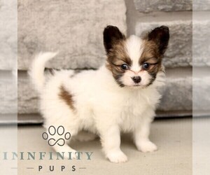 Papillon Puppy for sale in GORDONVILLE, PA, USA