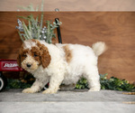 Small Photo #13 Poodle (Miniature) Puppy For Sale in WOLCOTTVILLE, IN, USA
