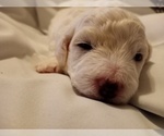 Small Photo #34 Bichon Frise Puppy For Sale in ORLANDO, FL, USA