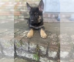 Small #4 German Shepherd Dog