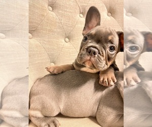 French Bulldog Puppy for sale in LAKEWOOD RANCH, FL, USA