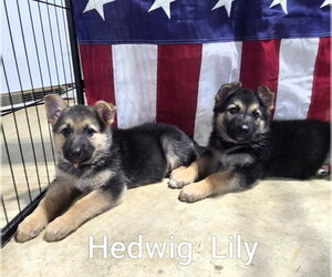 German Shepherd Dog Dogs for adoption in Centreville, VA, USA