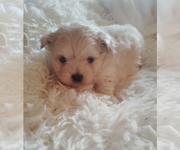Medium Photo #1 ShiChi Puppy For Sale in WOBURN, MA, USA