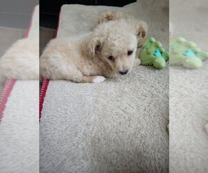 Chihuahua-Poodle (Toy) Mix Puppy for sale in CHAPIN, SC, USA