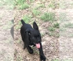 Small Photo #1 Cane Corso Puppy For Sale in STEPHENVILLE, TX, USA