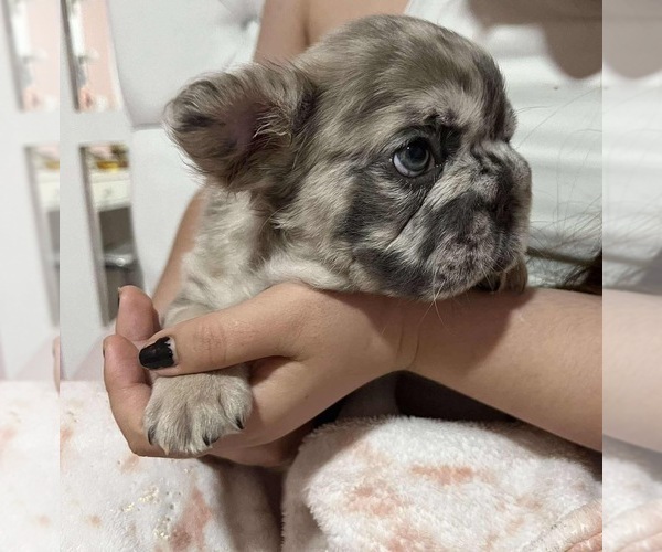 Medium Photo #7 French Bulldog Puppy For Sale in SAN DIEGO, CA, USA