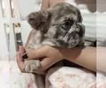 Small #6 French Bulldog
