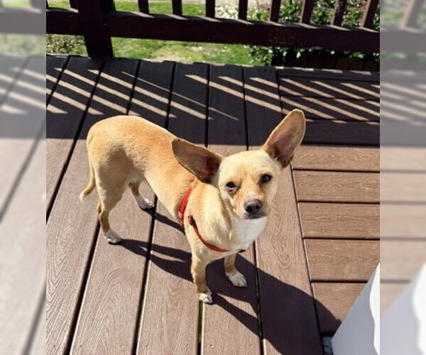Medium Photo #3 Chihuahua-Unknown Mix Puppy For Sale in Bellevue, WA, USA