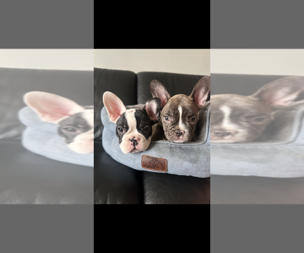 Medium Photo #4 French Bulldog Puppy For Sale in CROSWELL, MI, USA