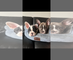 Small #3 French Bulldog