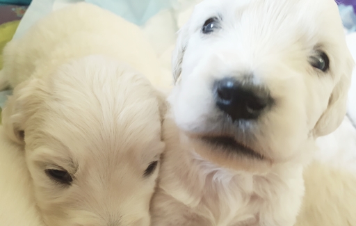 Medium Photo #1 Goldendoodle Puppy For Sale in HIGHLANDS, NC, USA