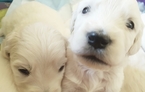 Small Photo #1 Goldendoodle Puppy For Sale in HIGHLANDS, NC, USA