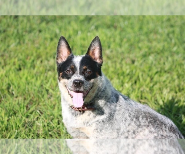 Medium Photo #1 Australian Cattle Dog Puppy For Sale in STATE ROAD, NC, USA