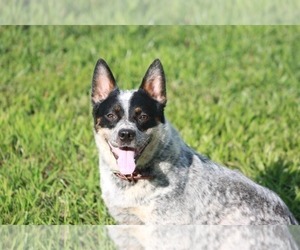 Mother of the Australian Cattle Dog puppies born on 08/11/2026
