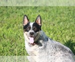 Small Photo #1 Australian Cattle Dog Puppy For Sale in STATE ROAD, NC, USA