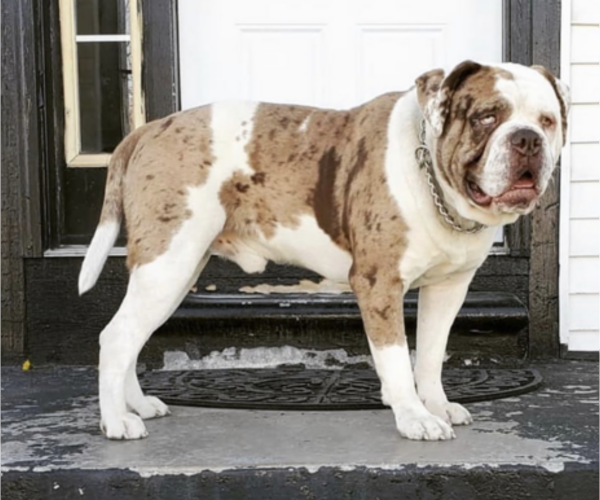 Medium Photo #1 Alapaha Blue Blood Bulldog Puppy For Sale in DETROIT, MI, USA