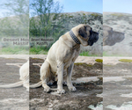 Small Photo #6 Mastiff Puppy For Sale in HEMET, CA, USA