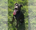Small American Pit Bull Terrier Mix