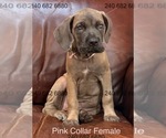 Small Photo #32 Cane Corso Puppy For Sale in LA PLATA, MD, USA