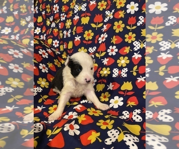 Medium Photo #1 Border Collie Puppy For Sale in AIKEN, SC, USA